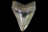 Serrated, Fossil Megalodon Tooth - Collector Quality #87080-1